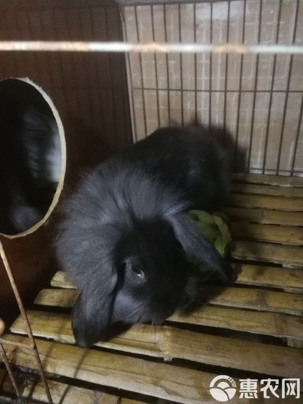 垂耳兔 宠物兔