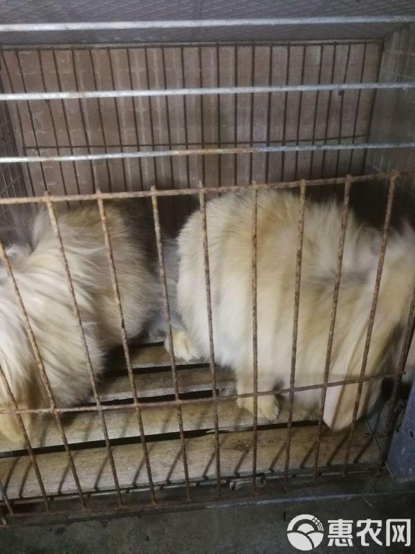 垂耳兔 宠物兔