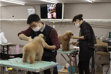 宠物美容技术包括哪些东西