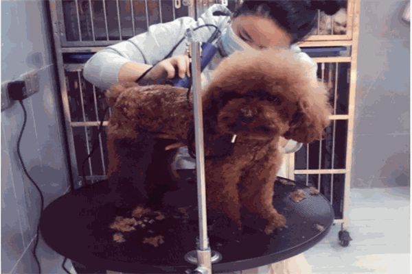 爪爪宠物店