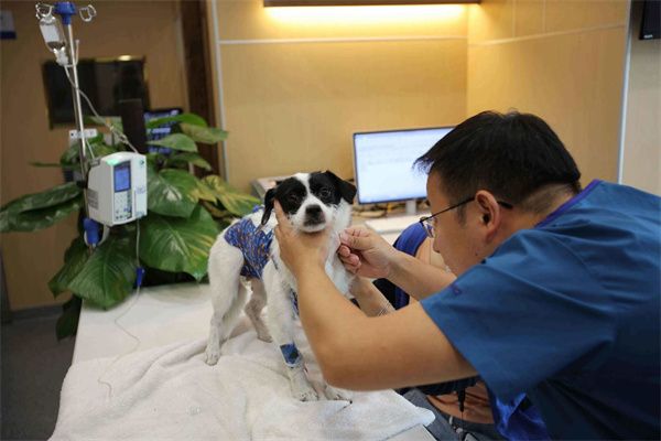 巴克洛宠物加盟