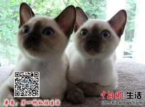 缅甸猫颜色多样,包括蓝、白、黑等,共10种宠物色系。