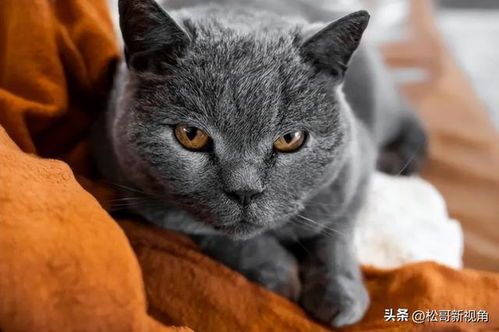 缅甸猫颜色多样,包括蓝、白、黑等,共10种宠物色系。