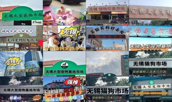 无锡宠物狗市场
