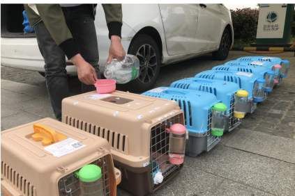 汕头托运汕头到廉江狗托运多少钱,需要什么手续