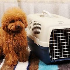 汕头托运到武汉运输猫猫费用大概是多少汕头托运