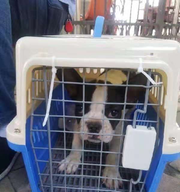 汕头托运到武汉运输猫猫费用大概是多少汕头托运