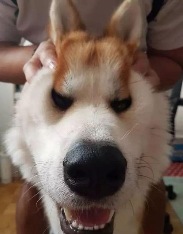 平时你会搓狗吗？你搓它，它愿意吗？