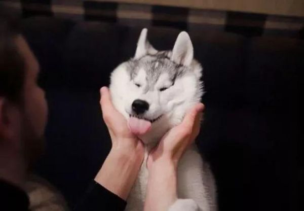 平时你会搓狗吗？你搓它，它愿意吗？