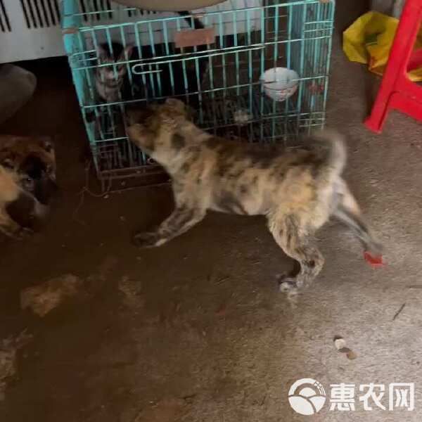 狗