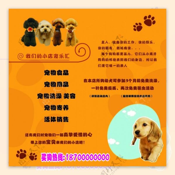 宠物店宣传海报