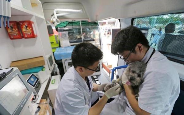 宠物救护车 只有你想不到没有他们做不到
