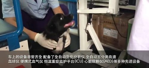 宠物救护车 只有你想不到没有他们做不到