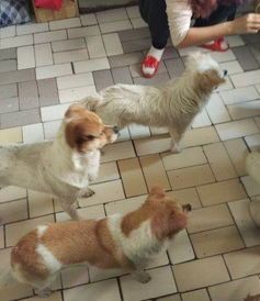合肥宠物寄养，价格亲民，狗狗快乐家！