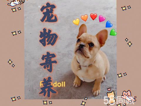 合肥宠园宠物俱乐部·宠物寄养 猫狗长期代养价优 免费接送 节假日不涨价