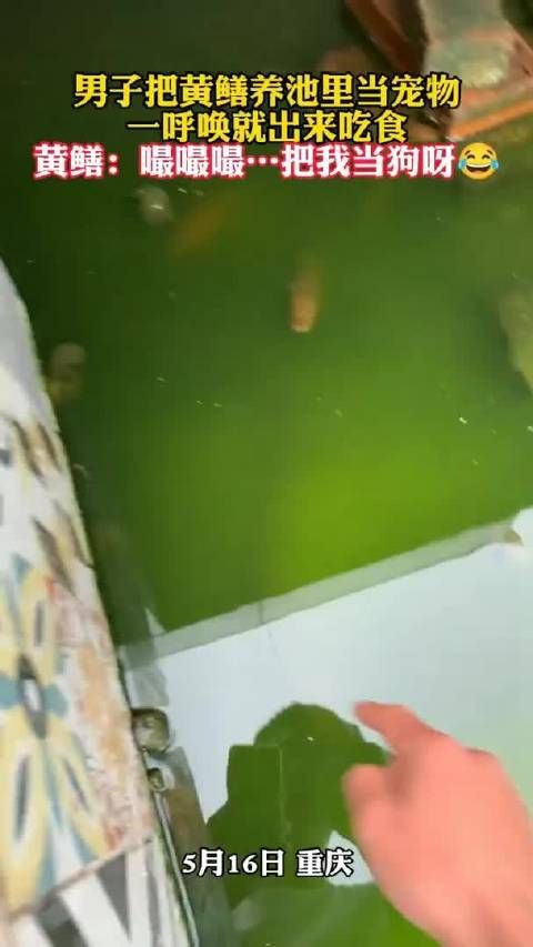 男子把黄鳝养池里当宠物,一呼唤就出来吃食