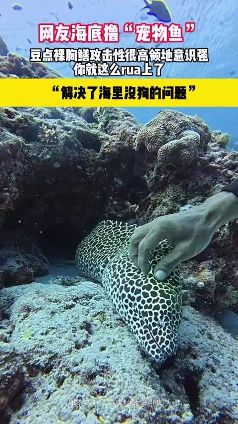 网友海底撸“宠物鱼”,豆点裸胸鳝攻击性很高领地意识强你就这么rua上了