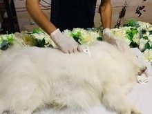 三亚24小时宠物火化 宠物殡葬-三亚宠物殡葬服务