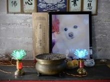 三亚亚龙湾宠物遗体处理-三亚宠物火化一般多少钱