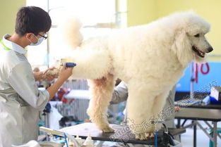 哈尔滨宠物美容学校怎么选？国内宠物美容学校排名及评价