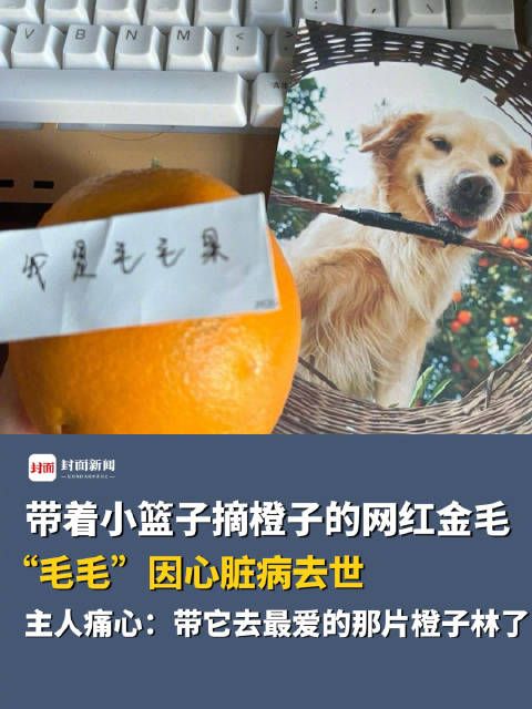 1天内痛失2个电子宠物