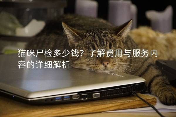 猫咪尸检多少钱？了解费用与服务内容的详细解析