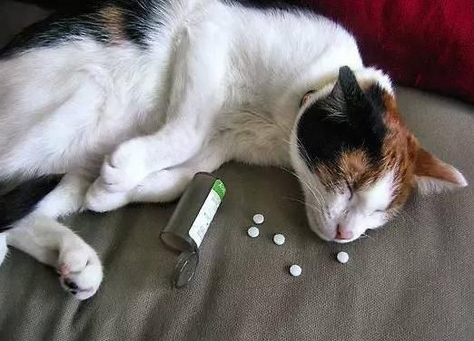 小猫咪死后尸检需要多少钱？价格是多少？