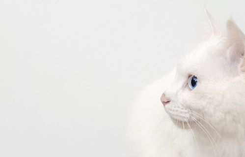 小猫咪尸检需要多少钱?价格会不会很贵?