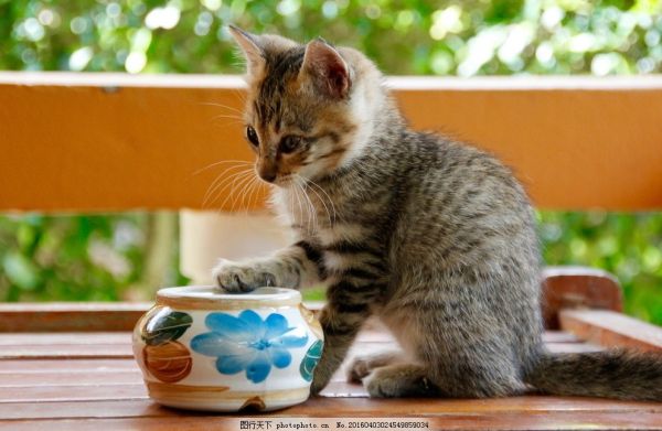 宠物小猫