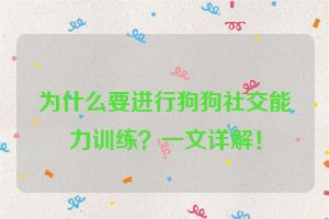 为什么要进行狗狗社交能力训练？一文详解！