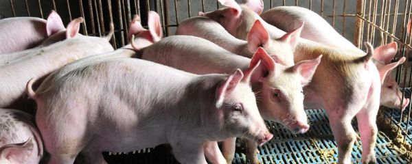 猪圈的冲洗方法，洗衣粉浸泡后再冲洗