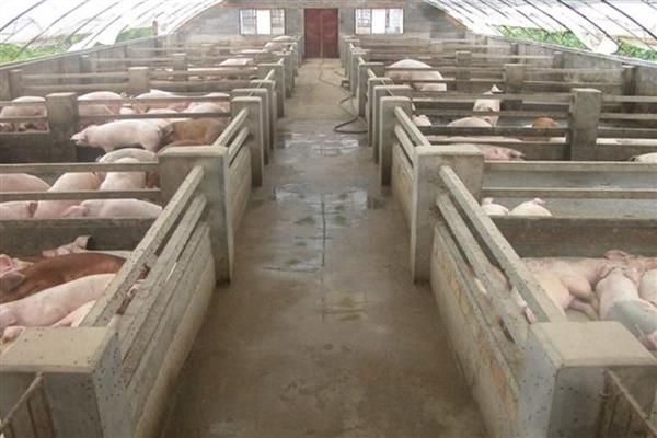 猪圈的冲洗方法，洗衣粉浸泡后再冲洗