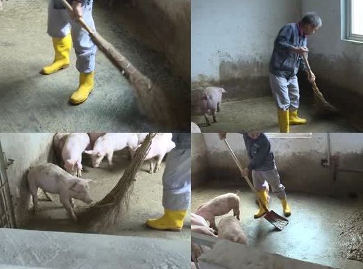 各阶段猪舍清理小技巧！