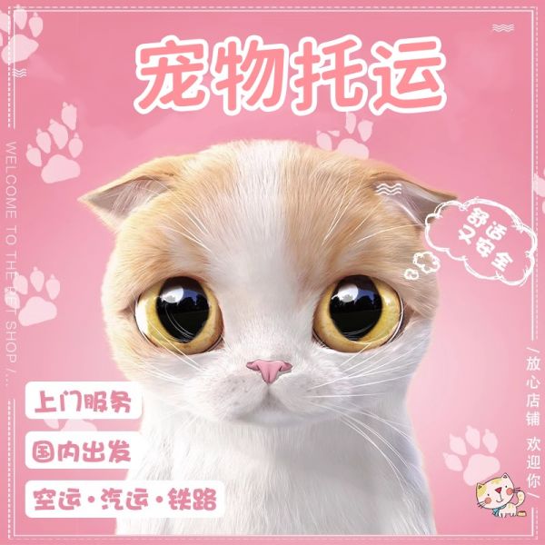 托运）北碚猫咪托运飞机托运