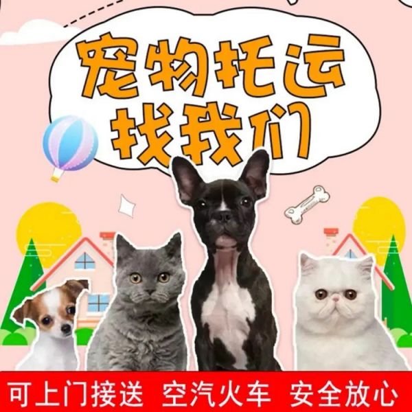 荆门 猫咪托运 飞机托运