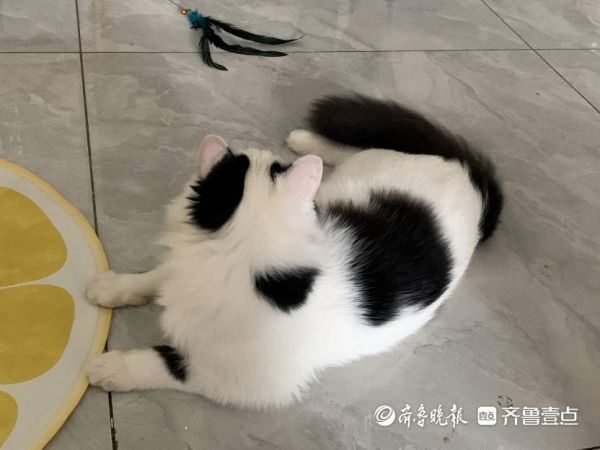 喂粮、清便、逗猫狗，济南有帮“上门宠托师”