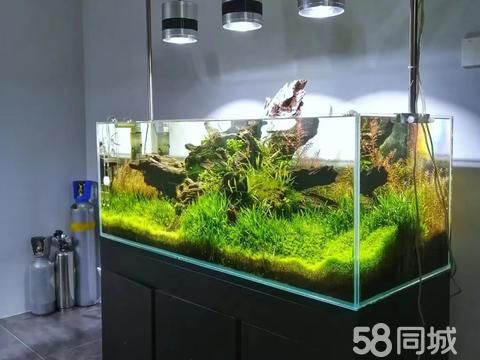 月亮水族鱼缸清洗·济南市区上门清洗鱼缸 鱼缸安装鱼病治疗 滤材器材送货上门安装 可开票
