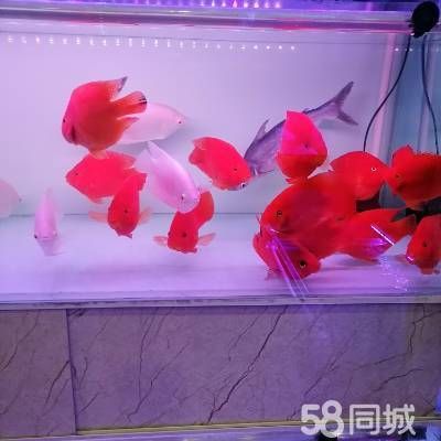店主头像