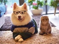 家庭宠物寄养长期有效
