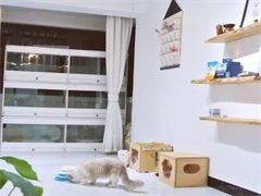 家庭宠物寄养长期有效