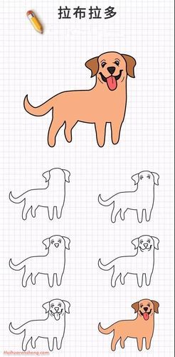 金毛柯基秋田犬20种狗狗简笔画 | 你喜欢的狗狗都有哦动物简笔画