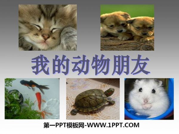 《我的动物朋友》PPT课件3