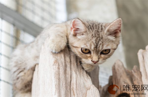 猫咪随地大小便怎么回事 如何解决