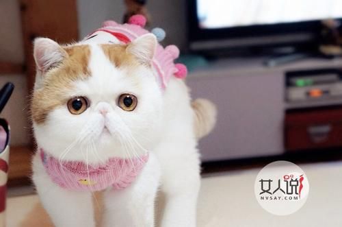 养猫风水有学问 家有养宠物的好风水吗 适合养猫的方位 注意养宠物猫的家居 养宠物风水