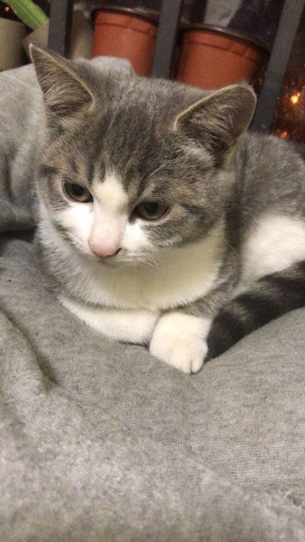 养一只猫做宠物真的很简单嘛？8年老猫奴告诉你养猫血泪史