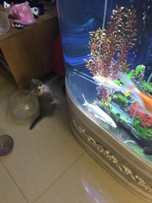 养一只猫做宠物真的很简单嘛？8年老猫奴告诉你养猫血泪史