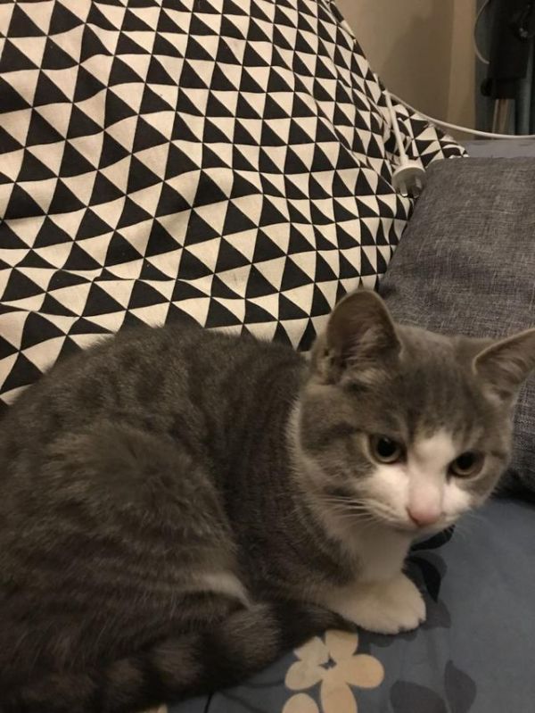 养一只猫做宠物真的很简单嘛？8年老猫奴告诉你养猫血泪史
