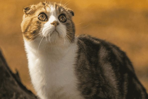 苏格兰猫好养吗怎么养？来看看吧