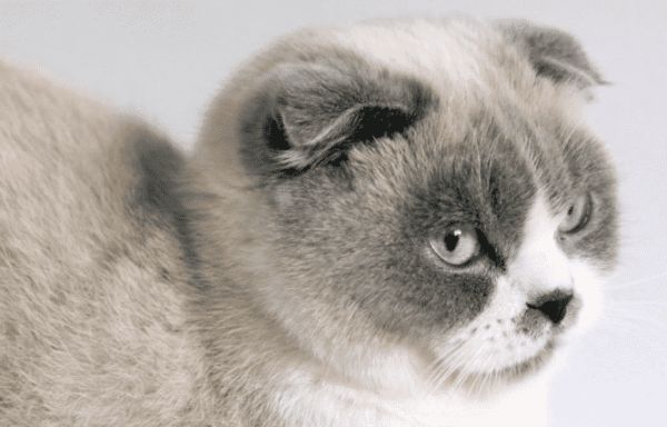 苏格兰猫好养吗怎么养？来看看吧