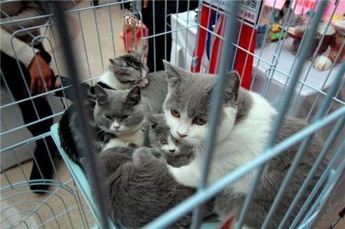 沈阳卖猫的宠物店在哪（沈阳哪儿有卖猫的）